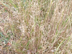 Poaceae