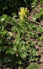 Pedicularis condensata