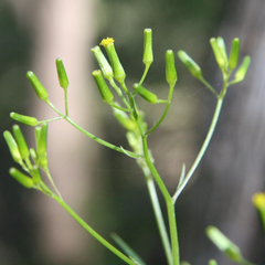 Senecio phelleus