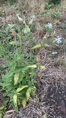 Silene latifolia