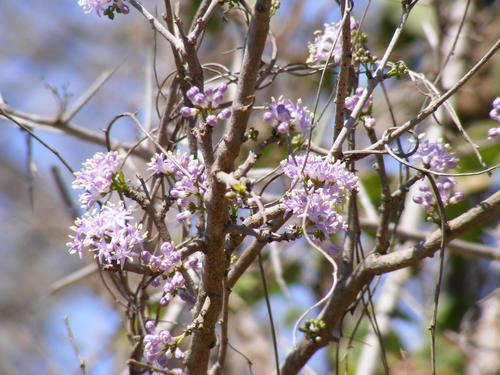 Ehretia rigida subsp. nervifolia image