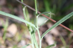 Senecio phelleus