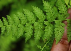 Athyrium hohenackerianum