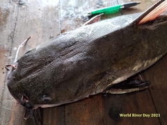 Hexanematichthys sagor