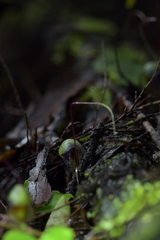 Corybas vitreus