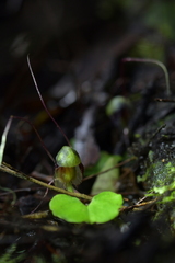 Corybas vitreus