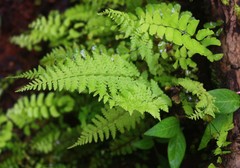 Athyrium hohenackerianum