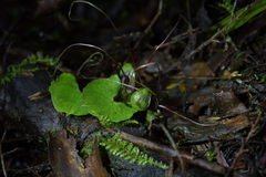 Corybas vitreus