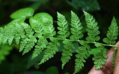 Athyrium hohenackerianum