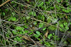 Corybas vitreus