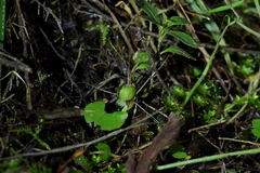 Corybas vitreus