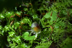 Corybas vitreus