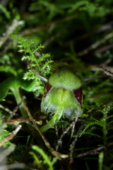 Corybas vitreus