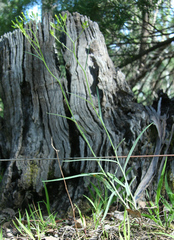 Senecio phelleus