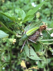 Peucetia formosensis