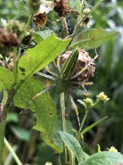 Peucetia formosensis