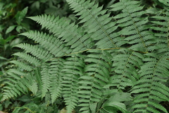 Diplazium viridissimum