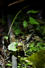 Corybas sanctigeorgianus