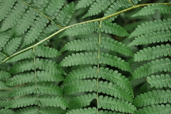 Diplazium viridissimum