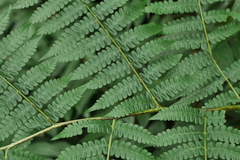 Diplazium viridissimum