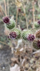 Arctium tomentosum