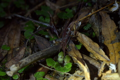 Corybas sanctigeorgianus