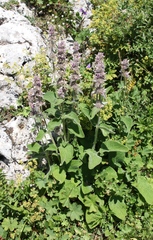 Stachys balansae