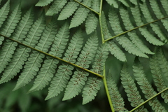 Diplazium viridissimum