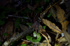 Corybas sanctigeorgianus