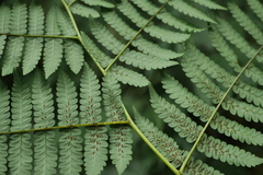 Diplazium viridissimum