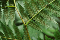 Diplazium viridissimum