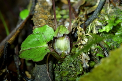 Corybas sanctigeorgianus