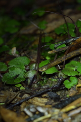 Corybas sanctigeorgianus