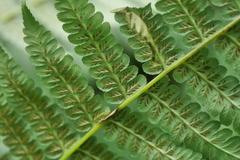 Diplazium viridissimum