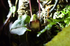 Corybas sanctigeorgianus