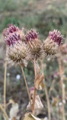 Arctium tomentosum