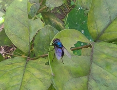 Chrysomya megacephala