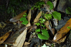 Corybas sanctigeorgianus
