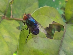 Chrysomya megacephala