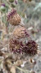 Arctium tomentosum