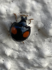 Harmonia axyridis