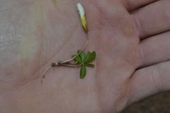 Oxalis minuta