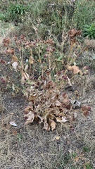 Arctium tomentosum