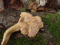 Cantharellus amethysteus