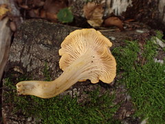 Cantharellus amethysteus