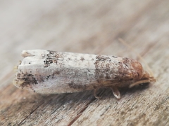 Notocelia incarnatana