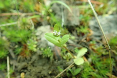Plectritis congesta brachystemon