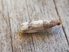 Notocelia incarnatana