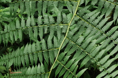 Diplazium viridissimum