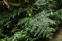 Diplazium viridissimum